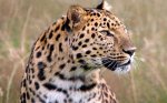 На территории национального парка "Земля леопарда" появилась охранная зона