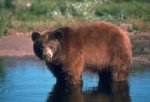 На Камчатке медведь-людоед задрал охотника
