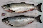 В Курильском озере найдены две особи рыбы, которые не пошли в нерест
