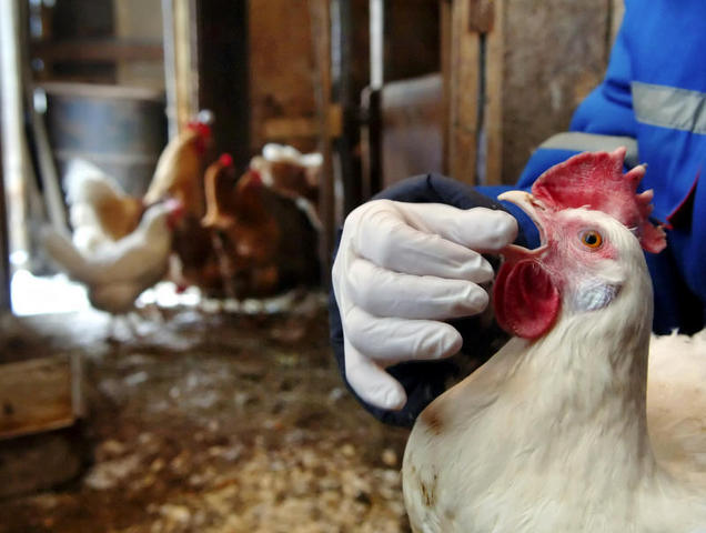 Ветеринарные врачи напоминают жителям Ростовской области об опасности гриппа птиц