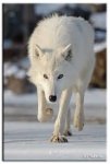 В центре Уфы было поймано редкое животное – волк-альбинос