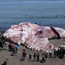На побережье в Калифорнии нашли гигантского кальмара