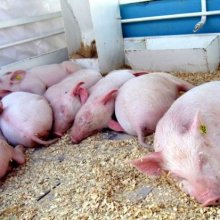 Россия и Белоруссия запретили ввоз свинины из Литвы