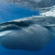 На побережье Камчатки был убит синий кит