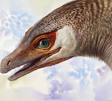 Забайкальские динозавры были покрыты перьями
