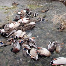 В Московском парке погибли дикие птицы