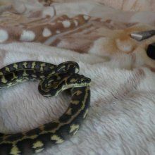 Москвич обнаружил змею в собственной кровати