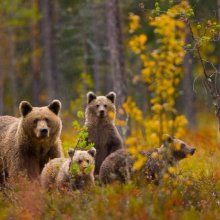 В нацпарке «Таганай» появилась семья медведей