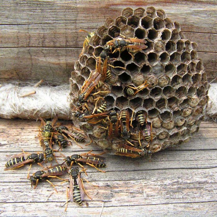 В Тульской области 36-летнего мужчину закусали осы-убийцы