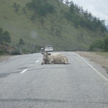 В Алтайском крае пассажирка авто погибла из-за столкновения с коровой