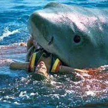 У побережья Австралии акула откусила серфингисту руки