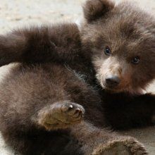 Под Ханты-Мансийском пьяные живодеры забили медвежонка