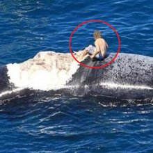 Австралиец прокатился на туше мёртвого кита в сопровождении акул