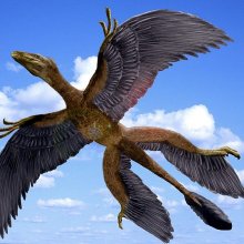 Ученые: Курица самый близкий родственник летающих динозавров
