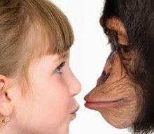 Мышление шимпанзе соответствует уровню детей 3-5 лет - ученые
