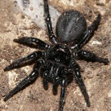 В Сочи обнаружены пауки неизвестного вида