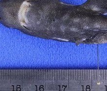 Биологи идентифицировали миниатюрную «сумчатую» акулу