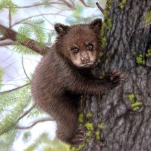 В Москве спасен потерявшийся медвежонок, который спрятался на дереве