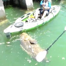 Во Флориде рыбак словил гигантского 250-киллограммового окуня