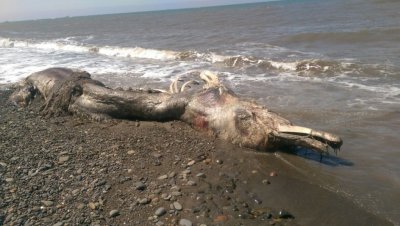 На берег Сахалина выбросило огромное волосатое существо