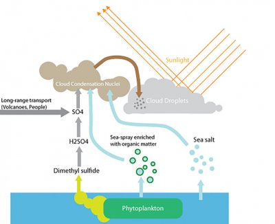 Ученые выяснили, что больше половины облаков образует дыхание фитопланктона