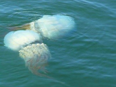 Во Владивостоке Амурский залив наводнили огромные медузы