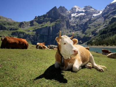 В Швейцарских Альпах стадо коров затоптало 77-летнюю туристку