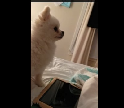 Видео с чихающим щенком покорило пользователей YouTube