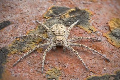 В Перу ученые нашли огромных летающих пауков