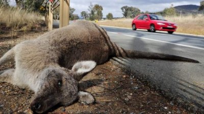 Volvo тестирует систему предупреждения о кенгуру