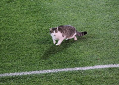 «Зенит» оштрафовали на 5 тысяч рублей за кота на футбольном поле
