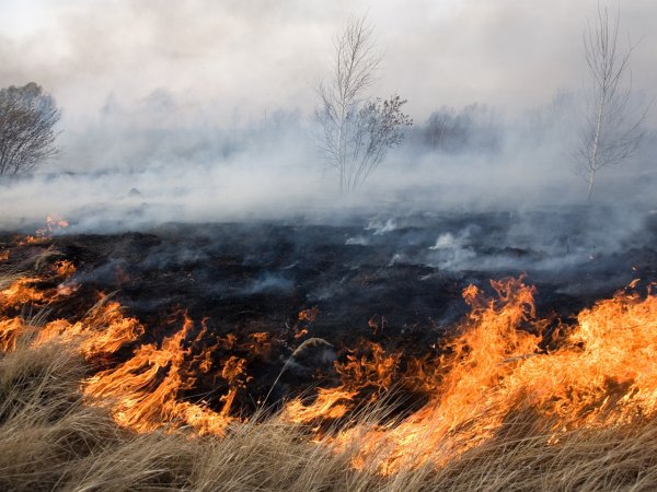 Правительство России запретило сжигать сухую траву на полях