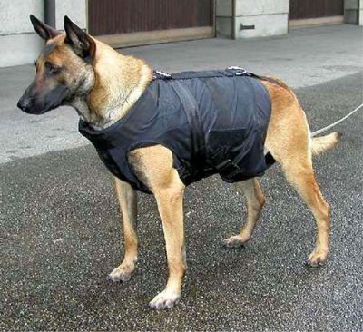 В России запустили в производство специальные бронежилеты для собак