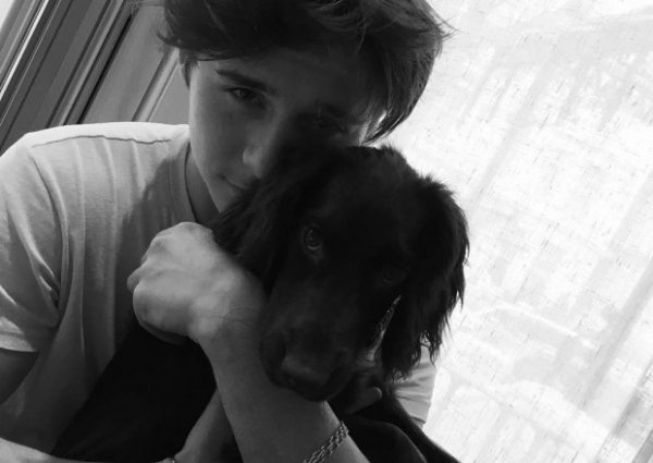 Виктория Бекхэм зарегистрировала свою собаку Олив в Instagram