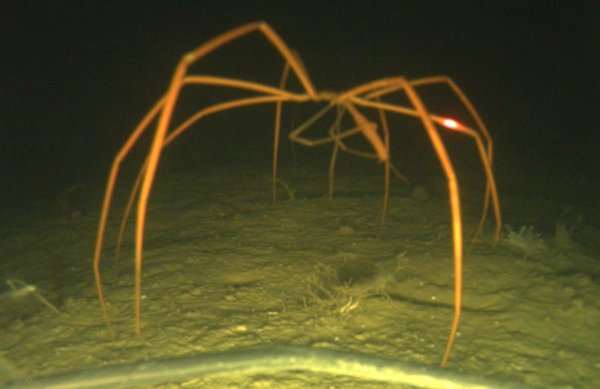 В Арктике обитают гигантские морские пауки размером до полуметра