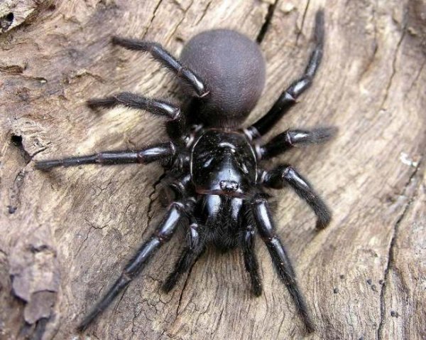 Ученые создадут антидот из яда гигантского австралийского паука