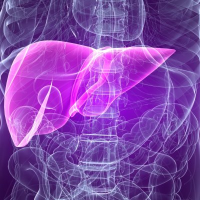 In China, scientists have created human bioartificial liver