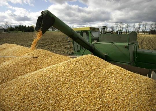 В 2016 году РФ может выйти в мировые лидеры по экспорту пшеницы