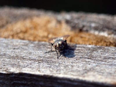 Ученые выяснили, почему мухи трут лапки