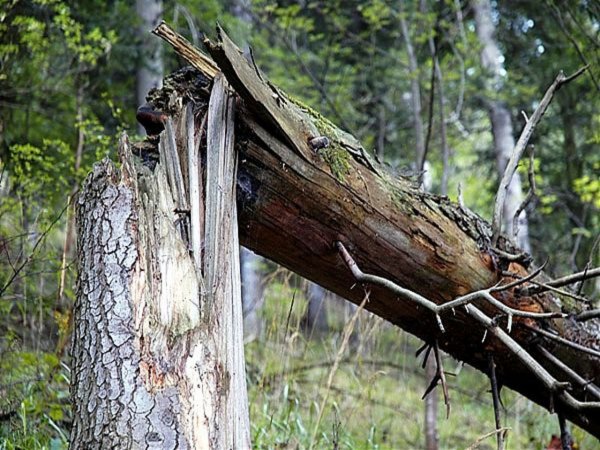 Ученые рассказали, почему разные деревья ломаются при одинаковом ветре