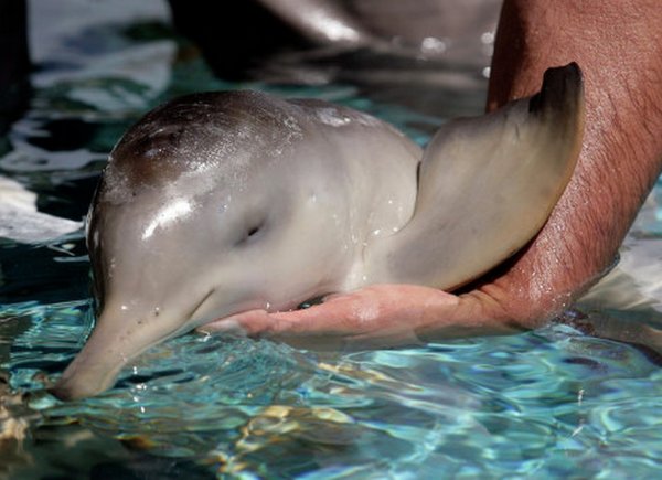 На пляже в Аргентине отдыхающие до смерти замучили молодого дельфина