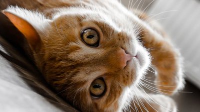 В Петербурге будут раздавать котов, ищет хозяев и кот из Эрмитажа