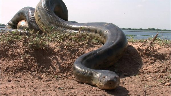 В Бразилии обнаружили самую большую в мире змею