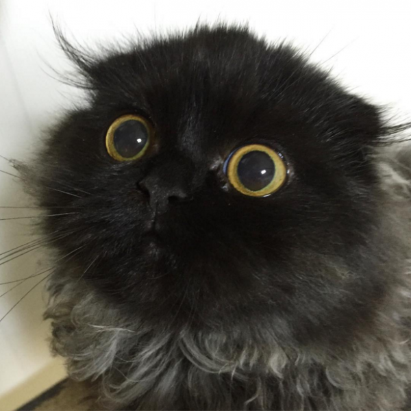 Кот с бездонными глазами стал звездой Instagram