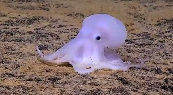 В Тихом океане обнаружили осьминога, похожего на приведение