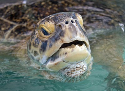 В Новороссийском городском пруду плавают мертвые черепахи