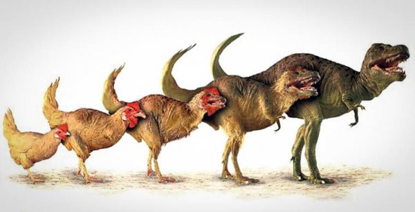 В Чили вывели кур с ногами динозавров