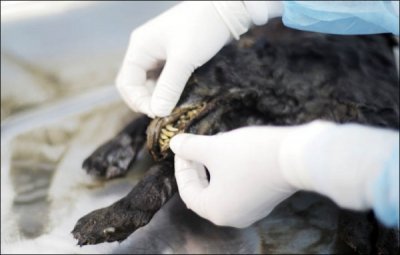 В Якутии изучают мозг щенка возрастом 12 400 лет