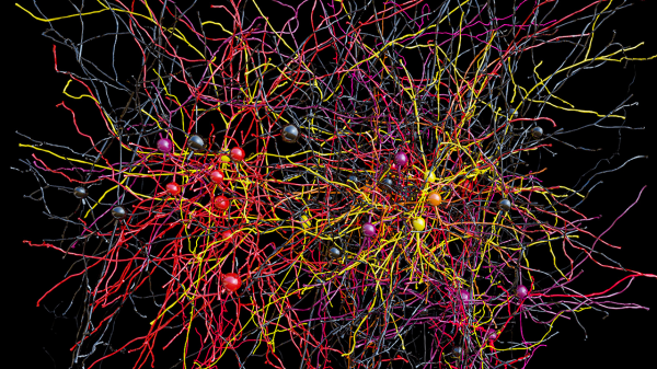 Ученые составили трехмерную карту соединений нейронов коры головного мозга