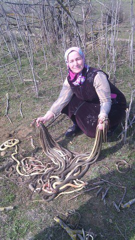 В Дагестане пенсионерка убила 80 змей, создавших гнездо в ее огороде